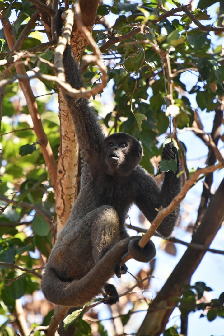 Peruvian Woolly Monkey (Lagothrix cana)