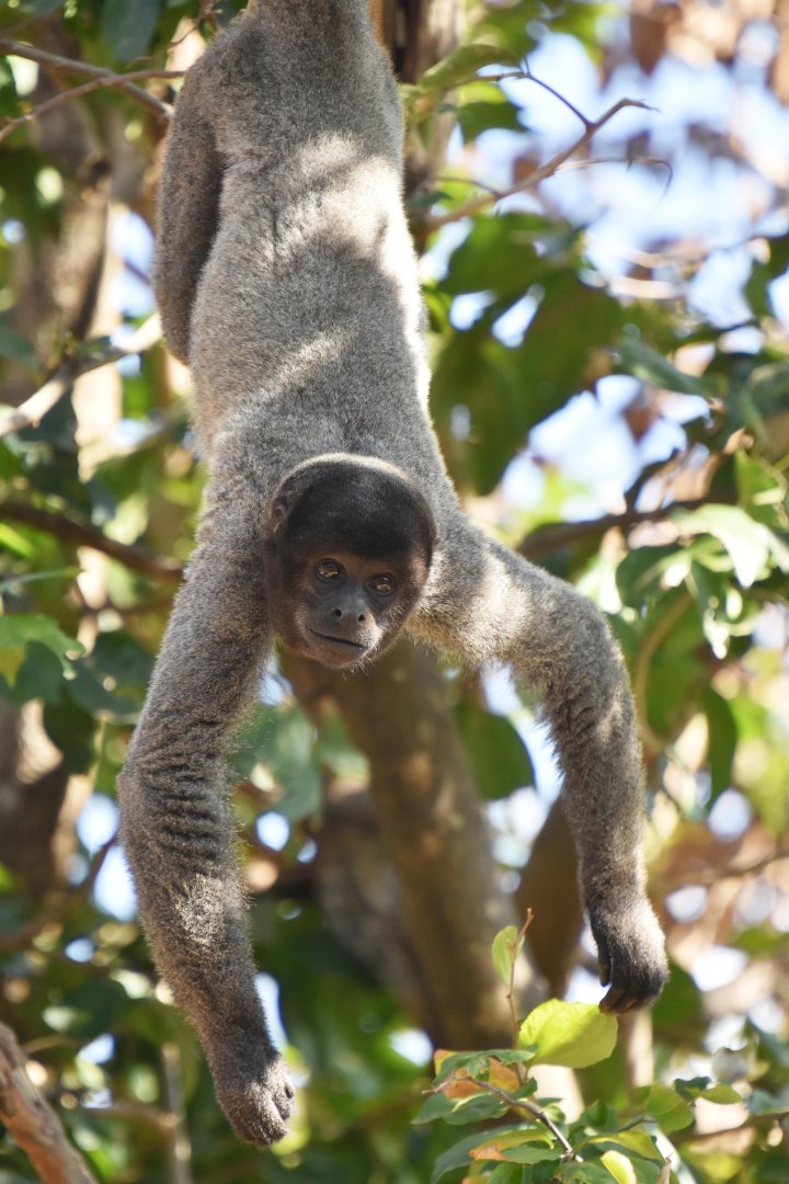 Peruvian Woolly Monkey (Lagothrix cana)