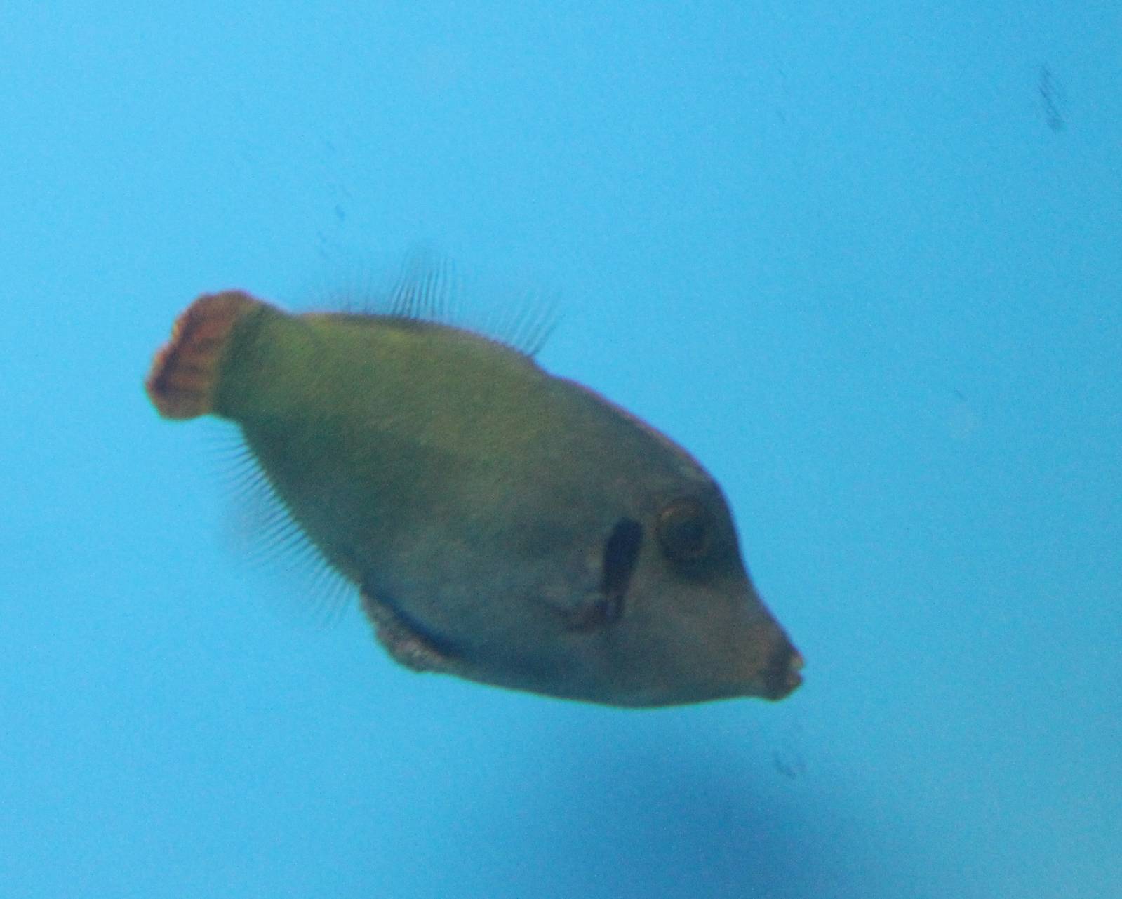 Pervagor janthinosoma