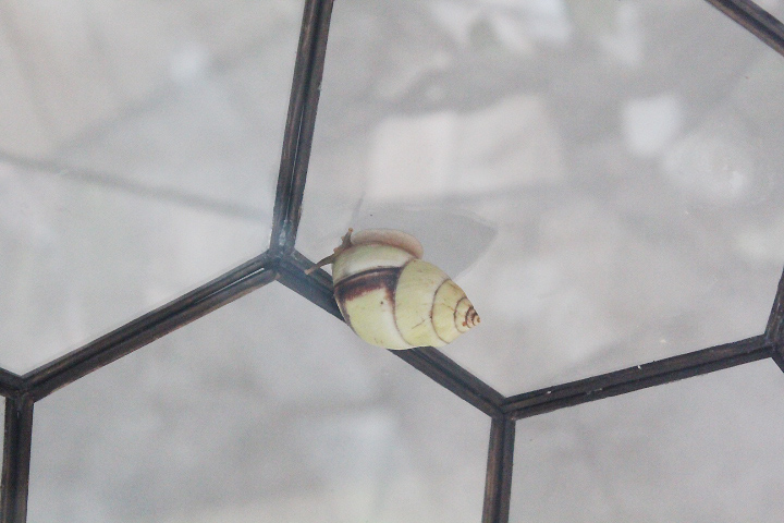 Perversus snail (Amphidromus perversus aff. perversus) - Animalium BRIN