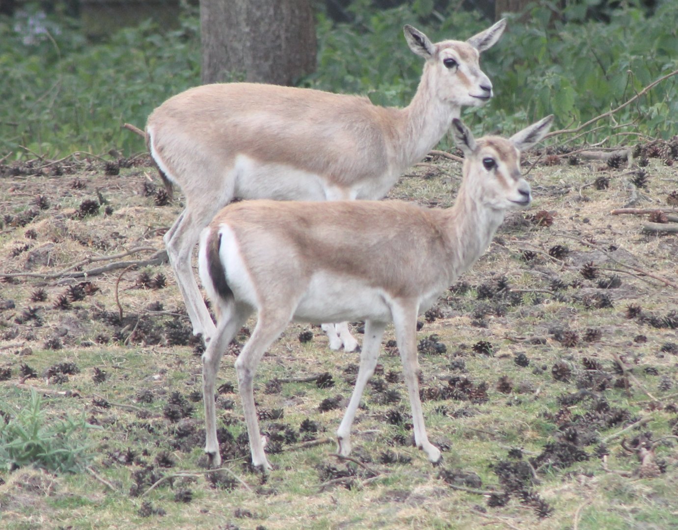 Perzian Gazelles