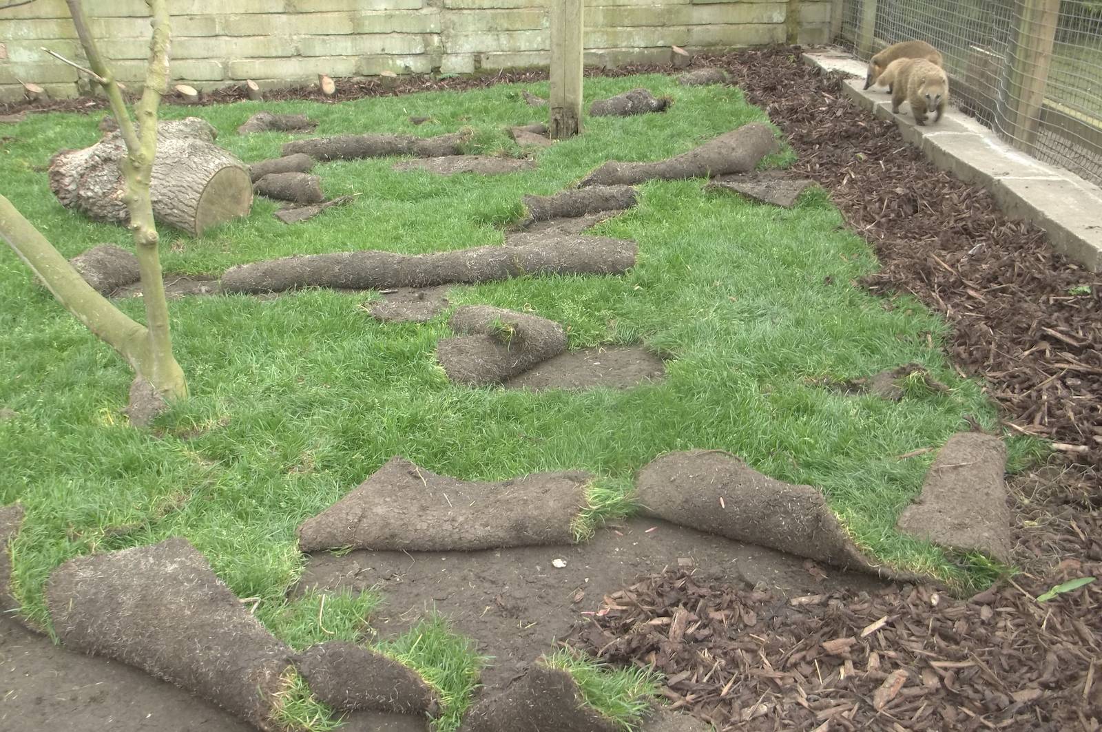 Pesky Coatis, 11th May 2016.