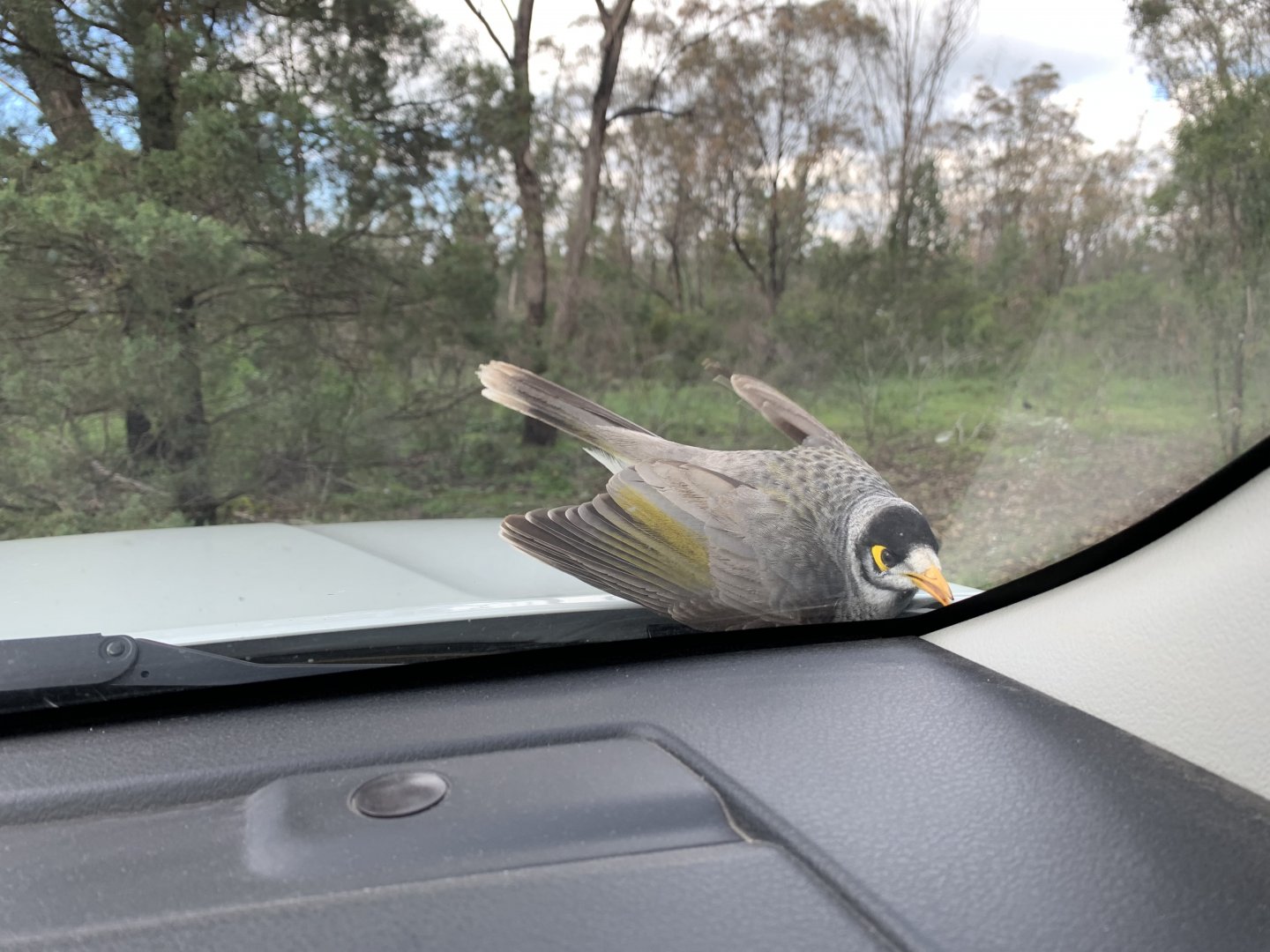 Pesky Noisy Miner