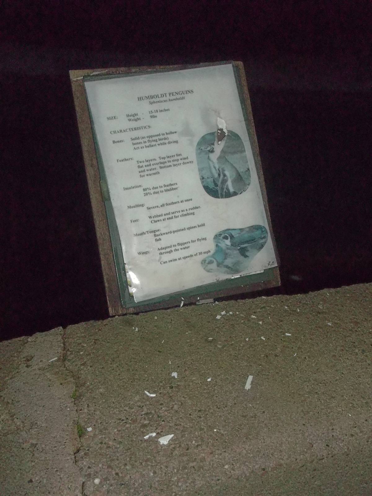 Pesky Sheldon! 24th November 2014