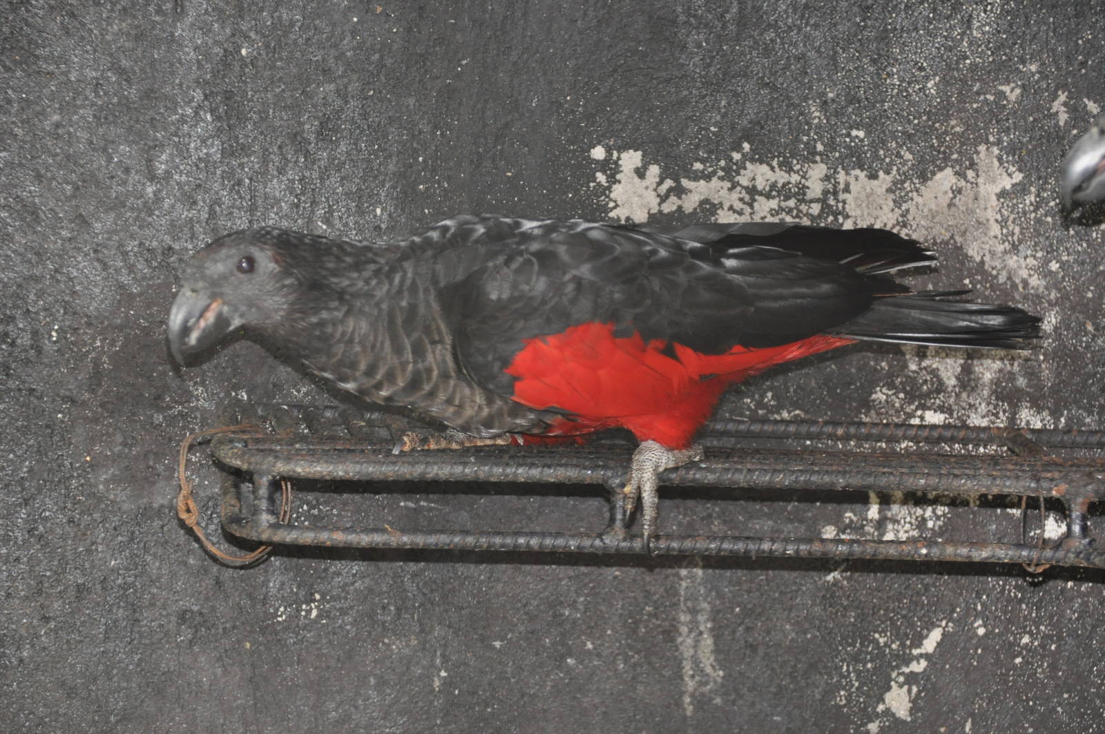 Pesquet`s parrot/ Psittrichas fulgidus