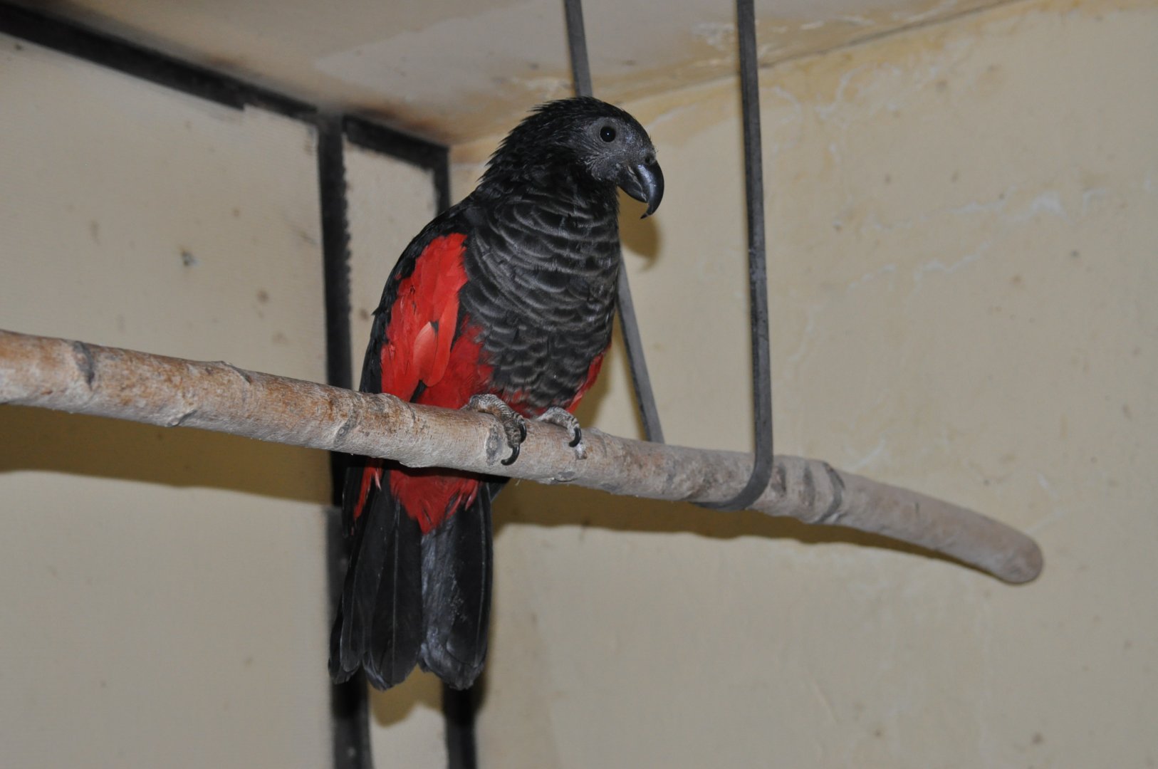 Pesquet`s parrot/ Psittrichas fulgidus