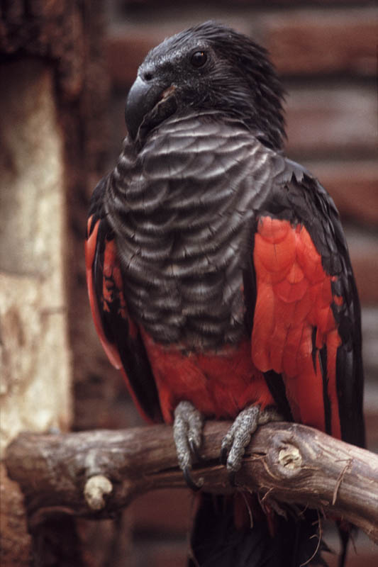 Pesquet's parrot 1974