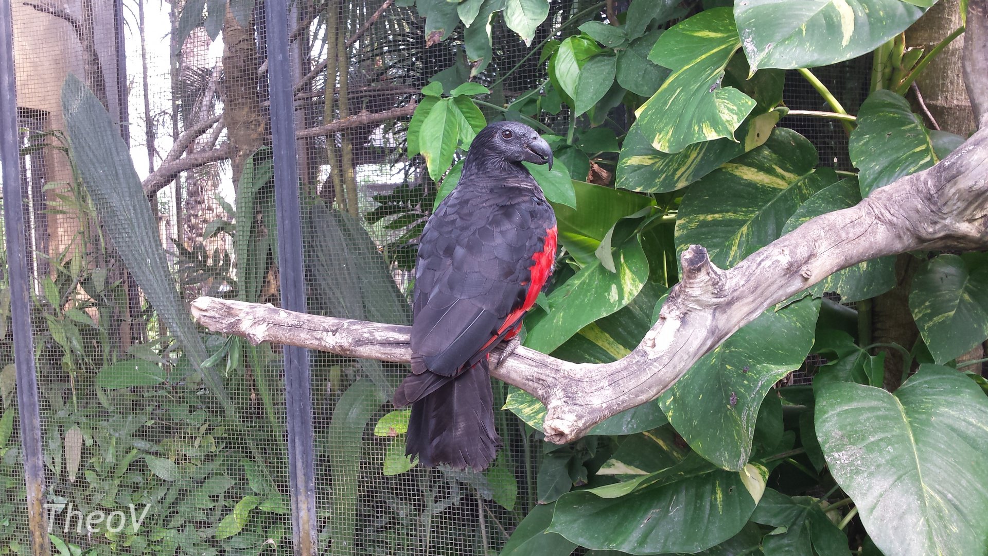 Pesquet's parrot [2014]