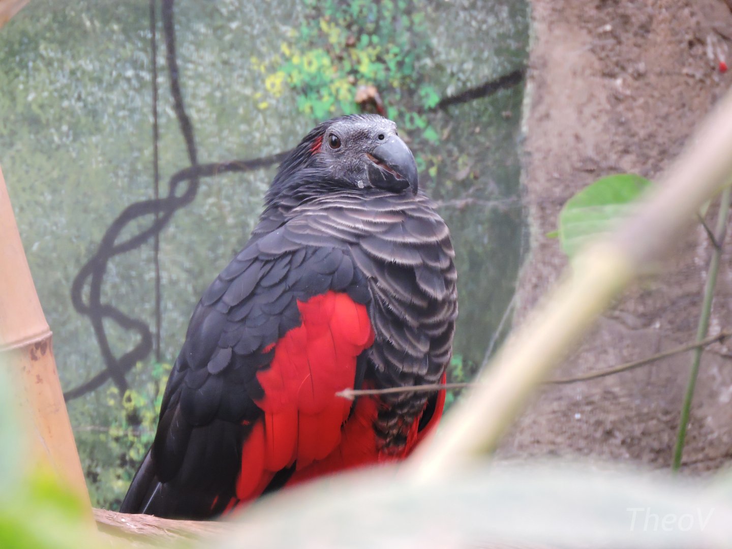 Pesquet's parrot [2015]