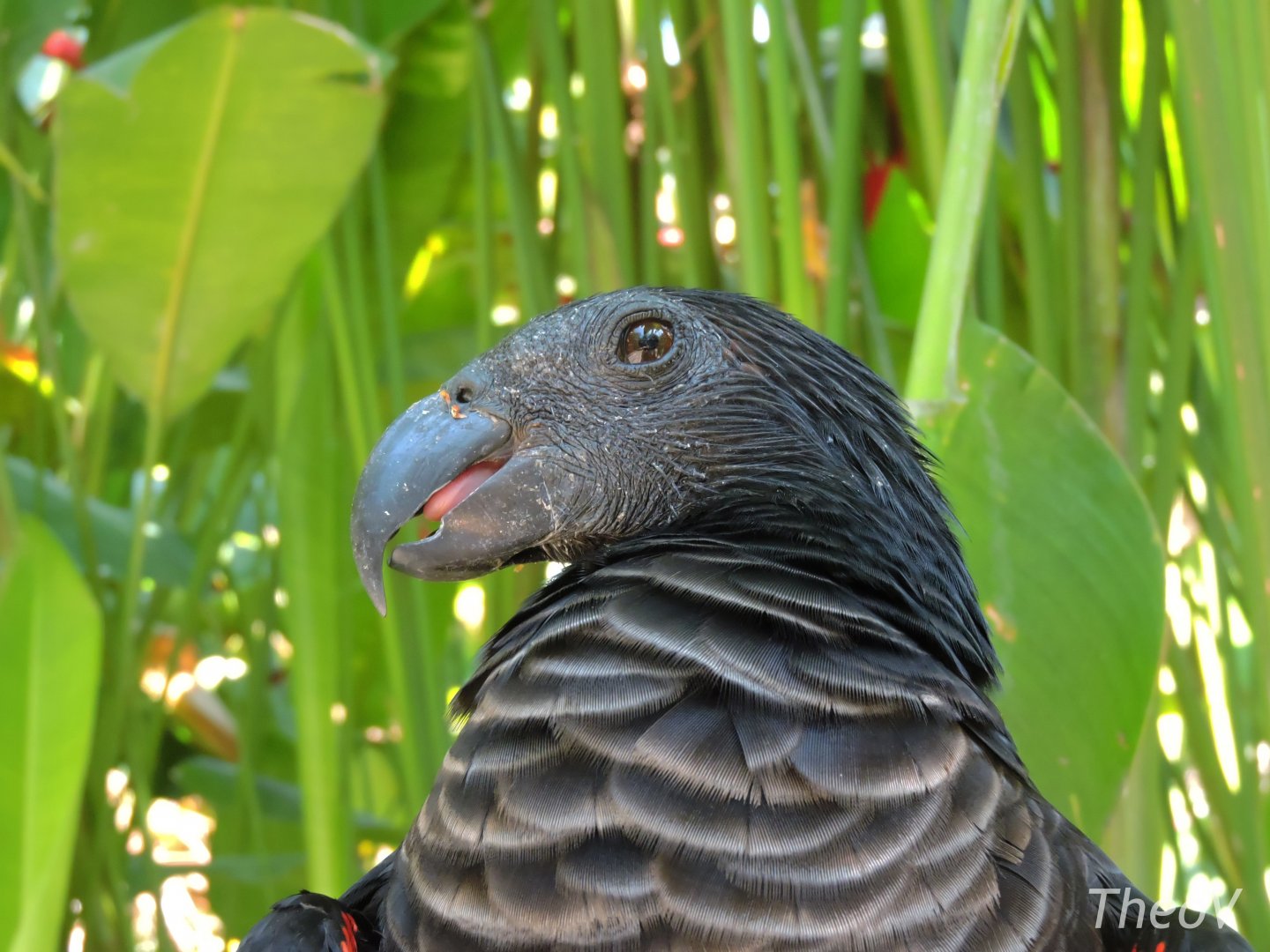 Pesquet's parrot [2016]