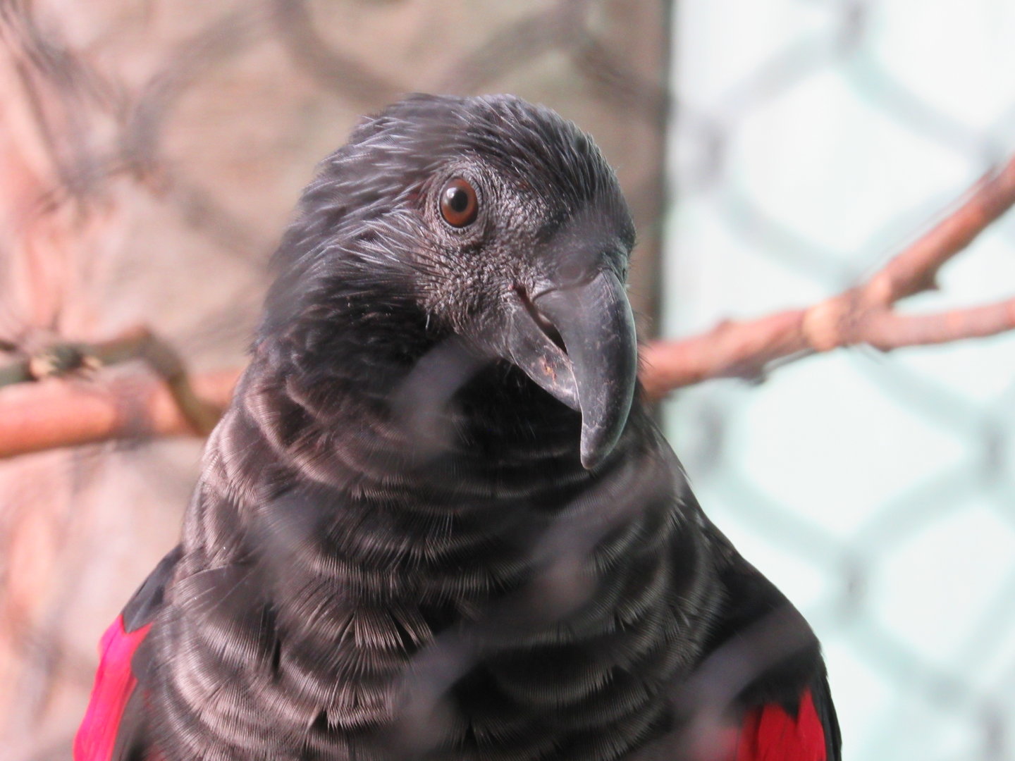 Pesquet's Parrot - 5/9/23