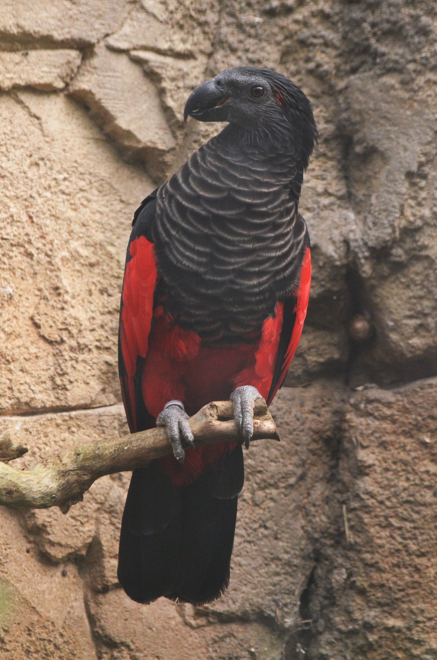Pesquet's Parrot at Beauval, 12/06/18