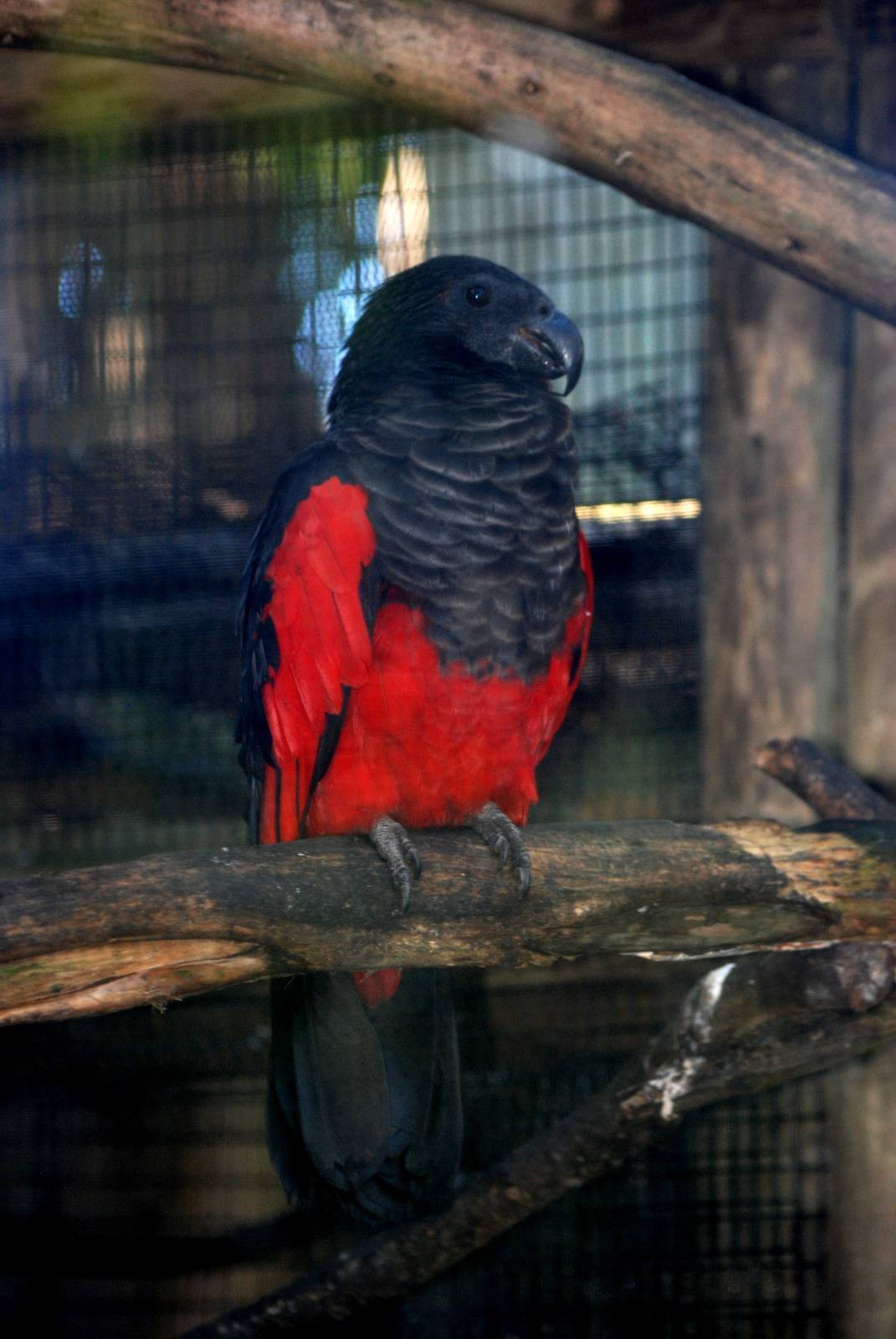 Pesquet's Parrot at St. Augustine, 11/10/13