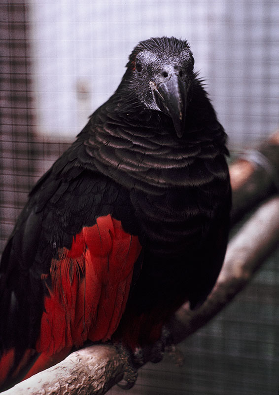 Pesquet's parrot at the original Birdland 1973