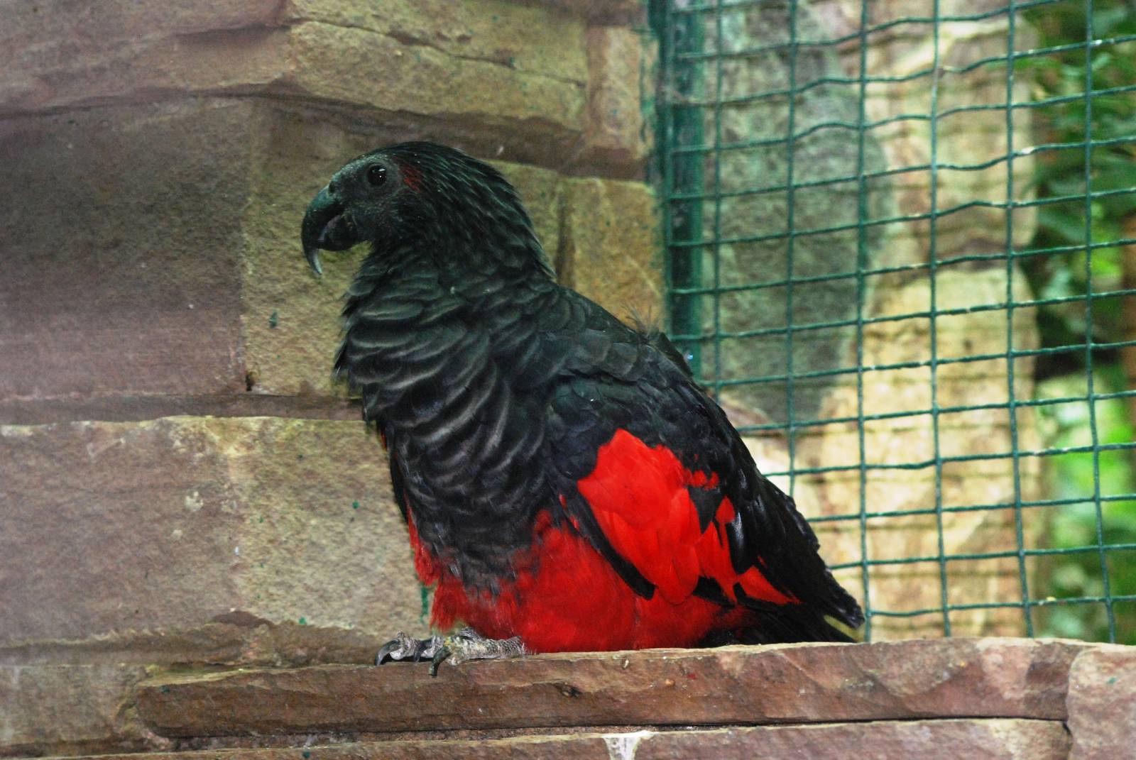 Pesquet's Parrot at Walsrode, 22/03/13