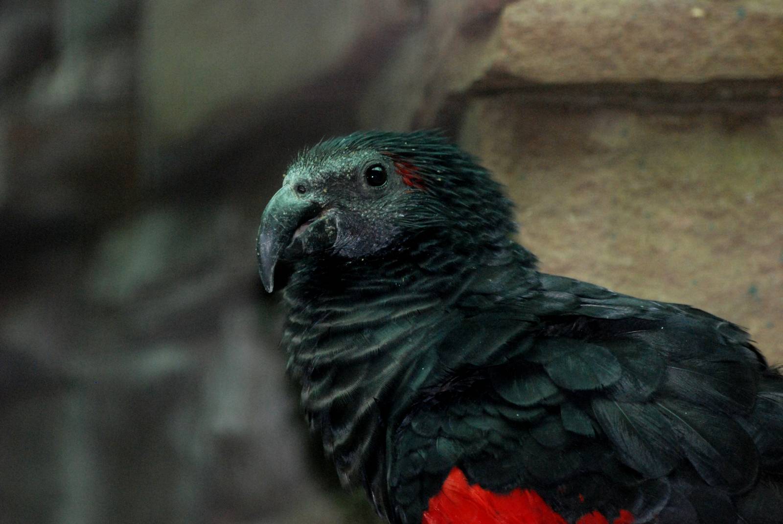 Pesquet's Parrot at Walsrode, 22/03/13