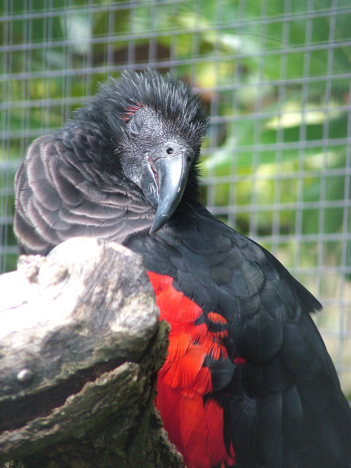 Pesquet's Parrot at Wilhelma, Stuttgart 02/09/10