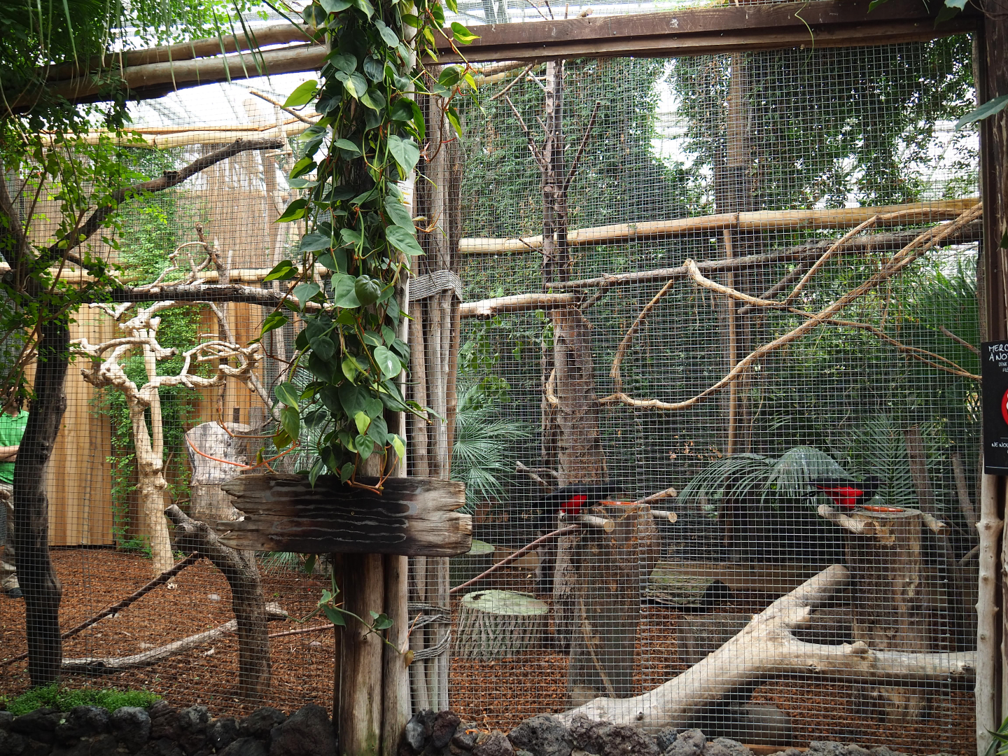 Pesquet's parrot aviary, 2019-10-05