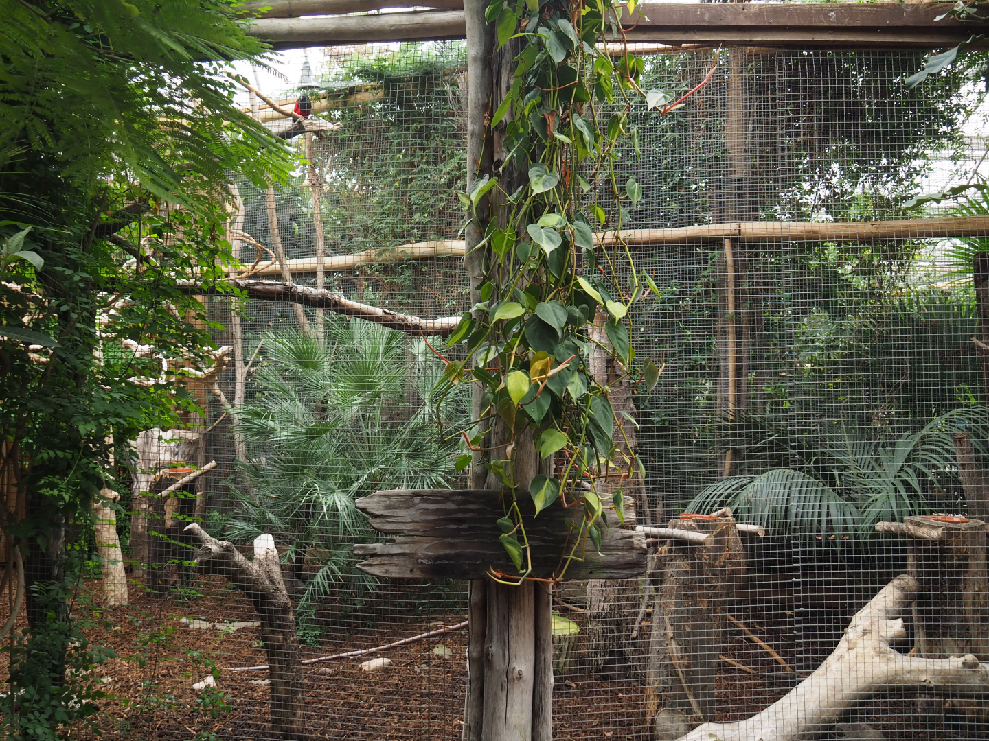 Pesquet's parrot aviary, 2020-09-03