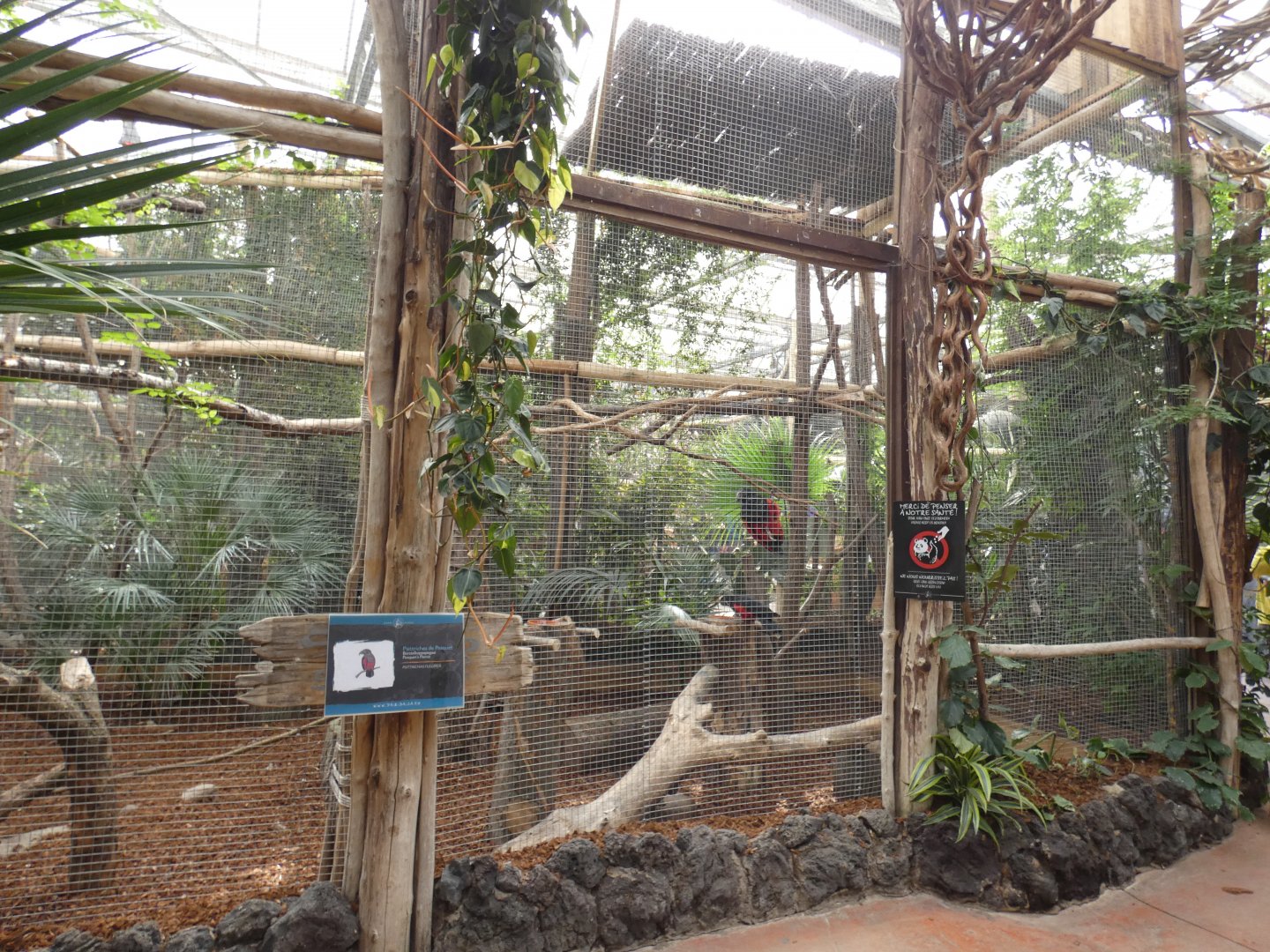 Pesquet's Parrot aviary