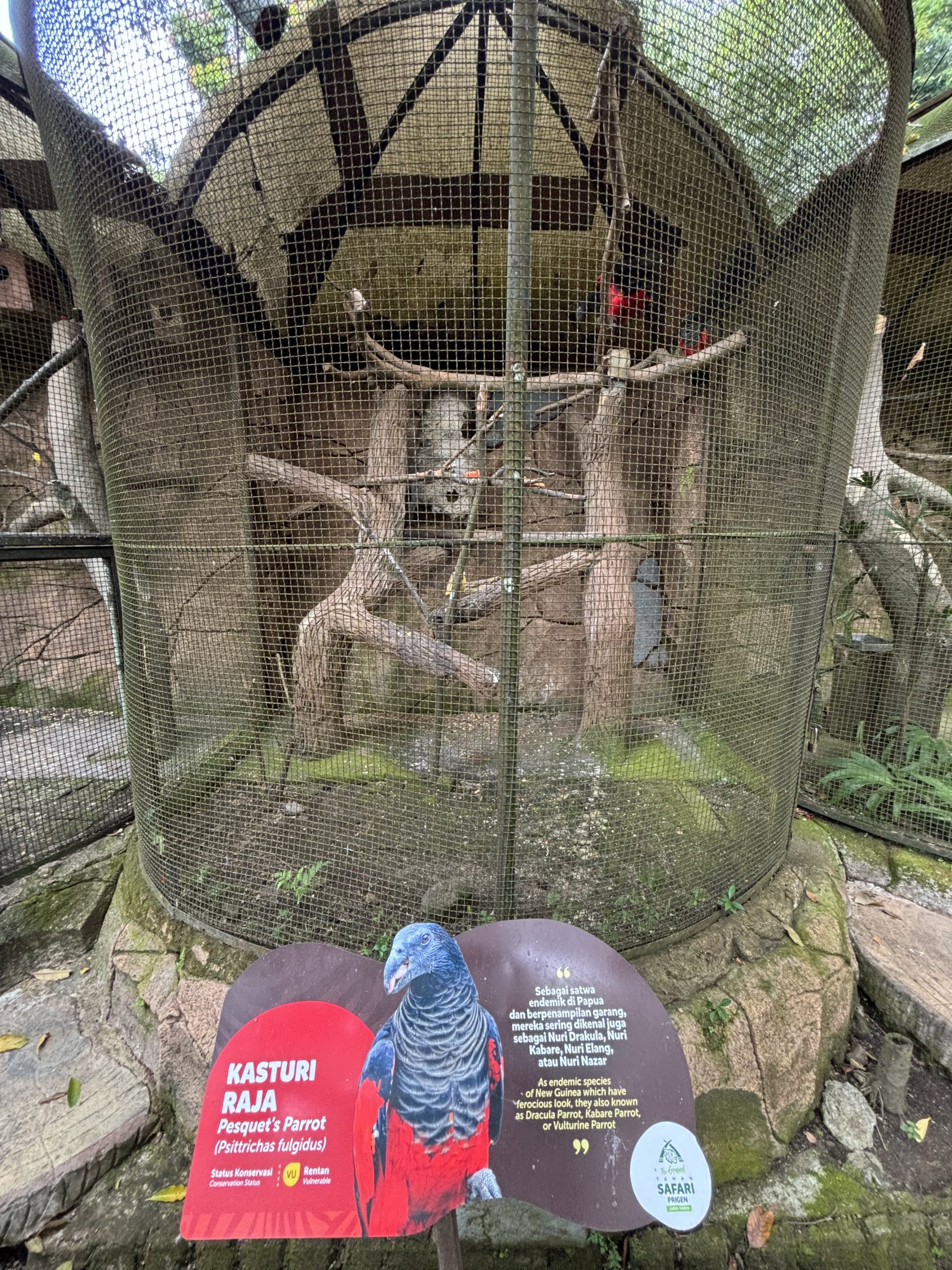 Pesquet’s Parrot Aviary