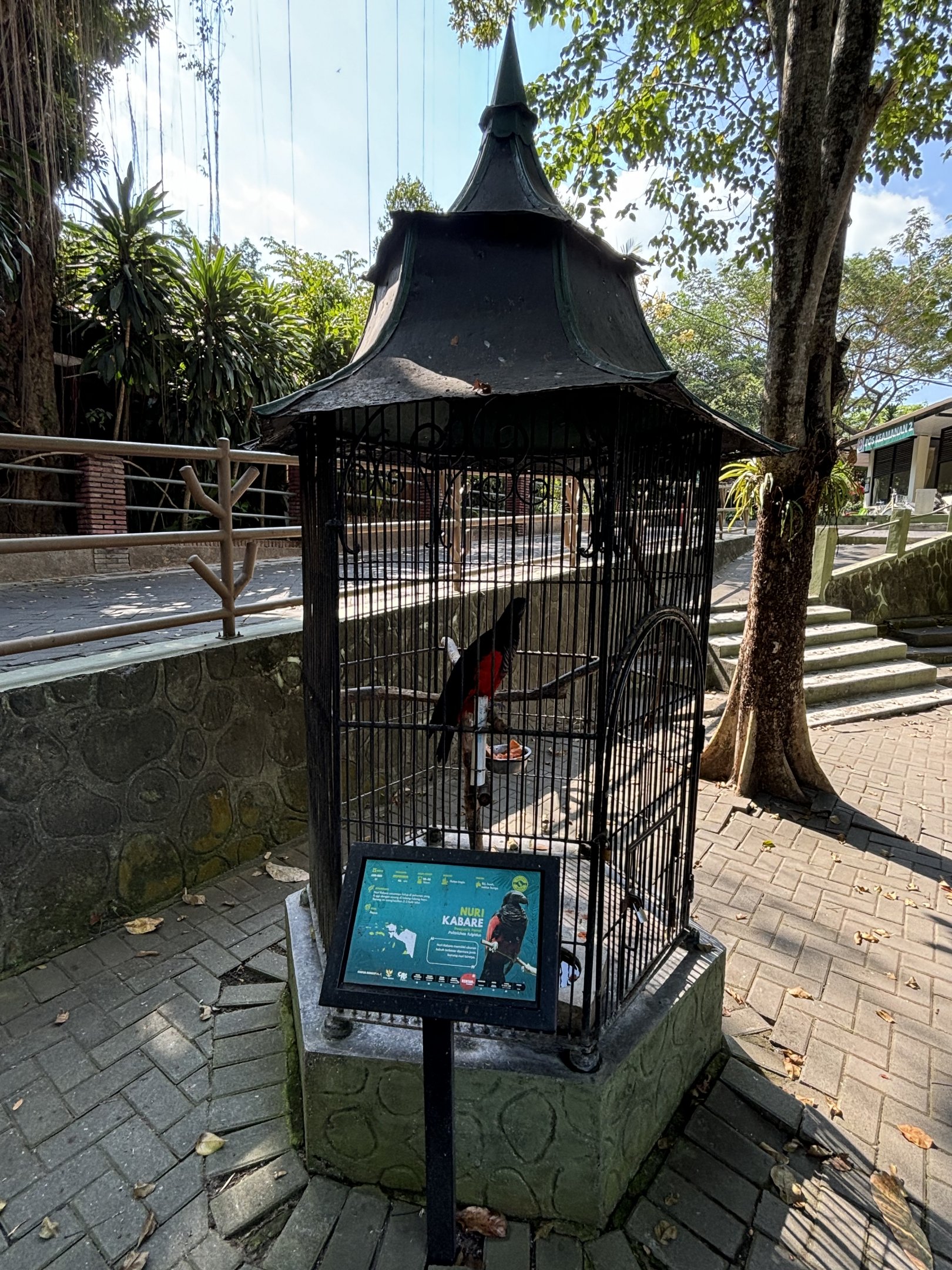 Pesquet’s Parrot Aviary