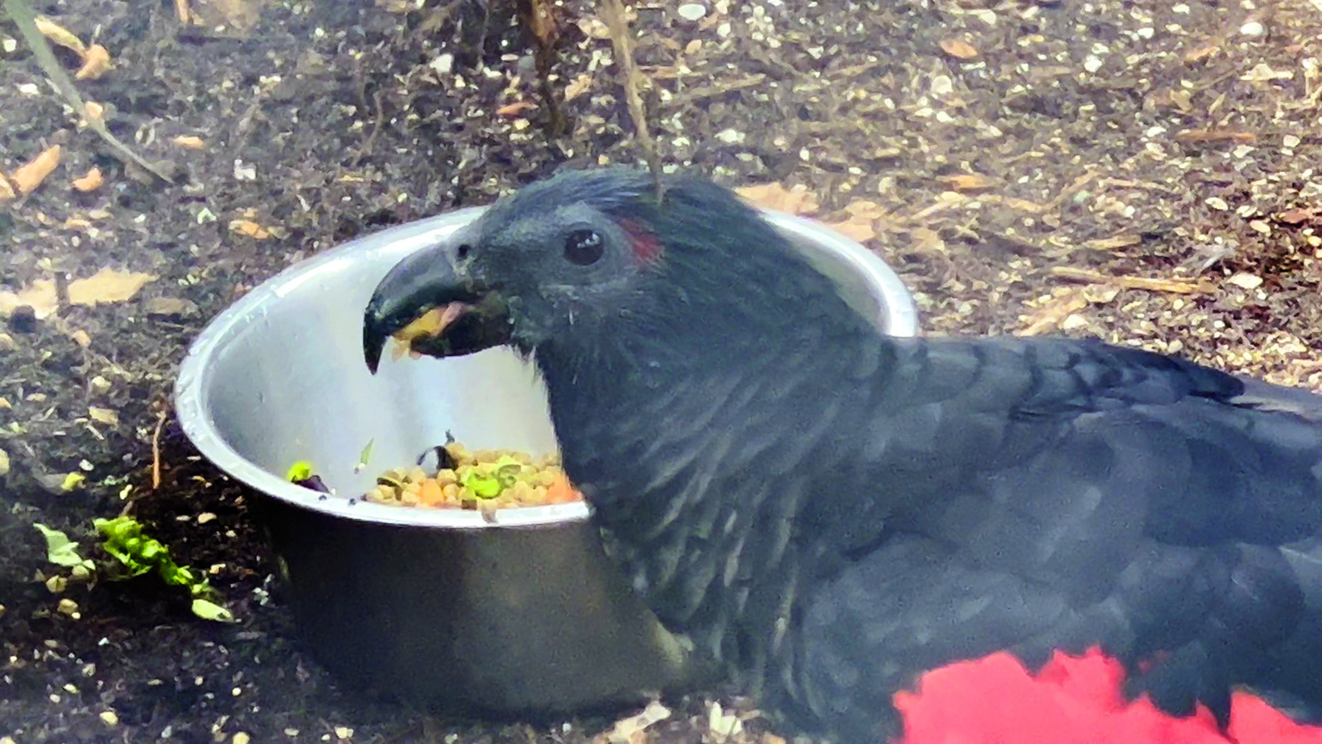 Pesquet's Parrot Closeup