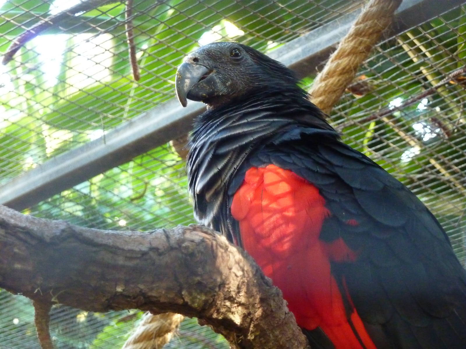 Pesquet's parrot, December 2012