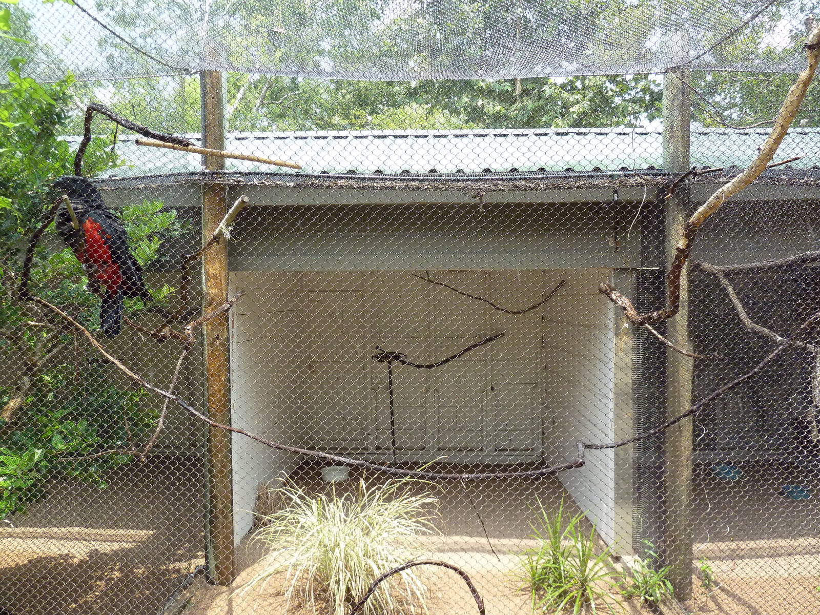 Pesquet's Parrot Exhibit