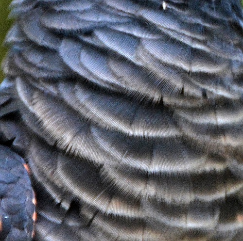 Pesquet's parrot feathers.