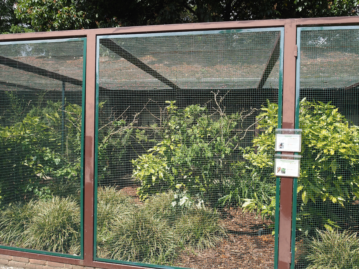 Pesquet's parrot, Goldie's lorikeet and Green-naped pheasant-pigeon aviary, 2024-05-23