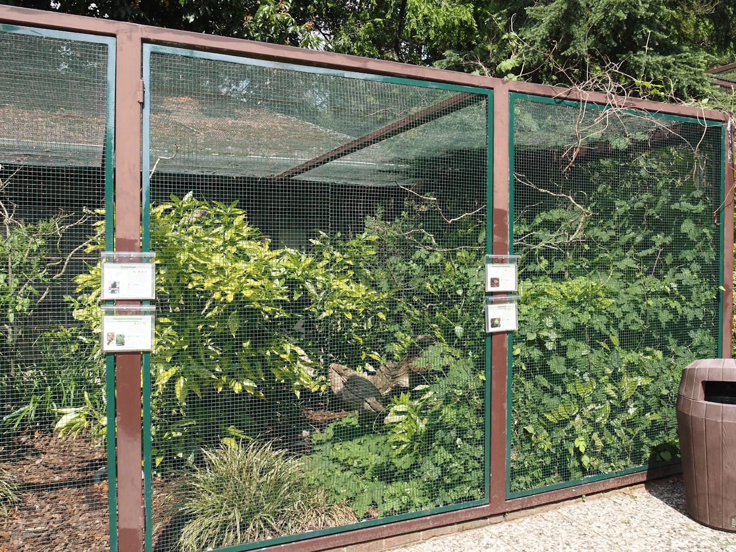 Pesquet's parrot, Goldie's lorikeet and Green-naped pheasant-pigeon aviary, 2024-05-23