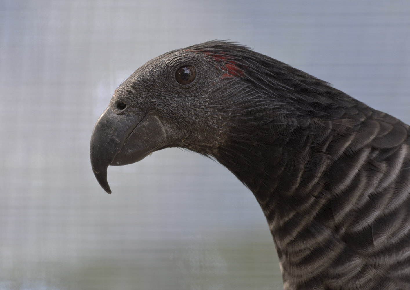 Pesquet's parrot 'Loki'