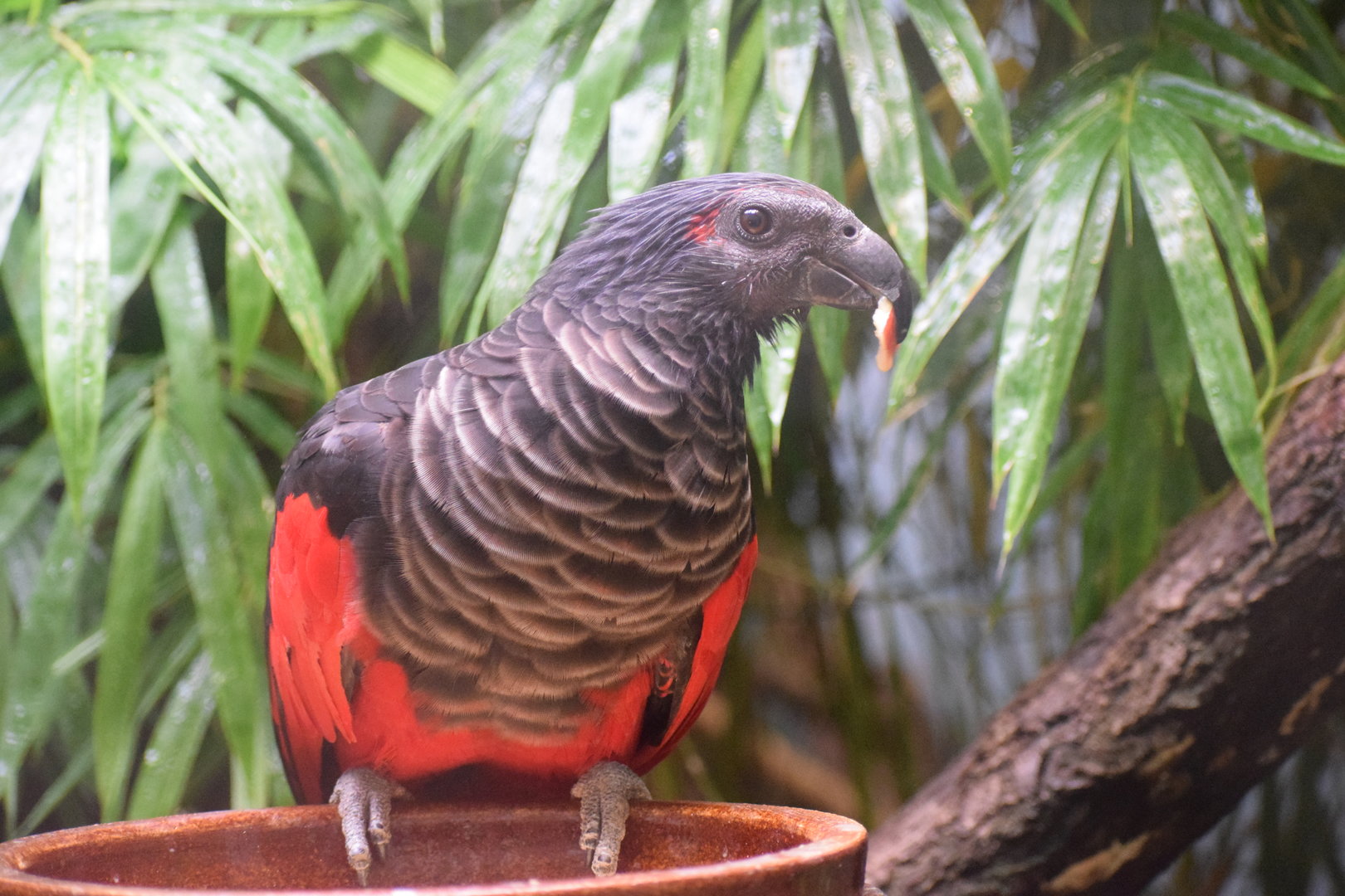 Pesquet's parrot - October 2023