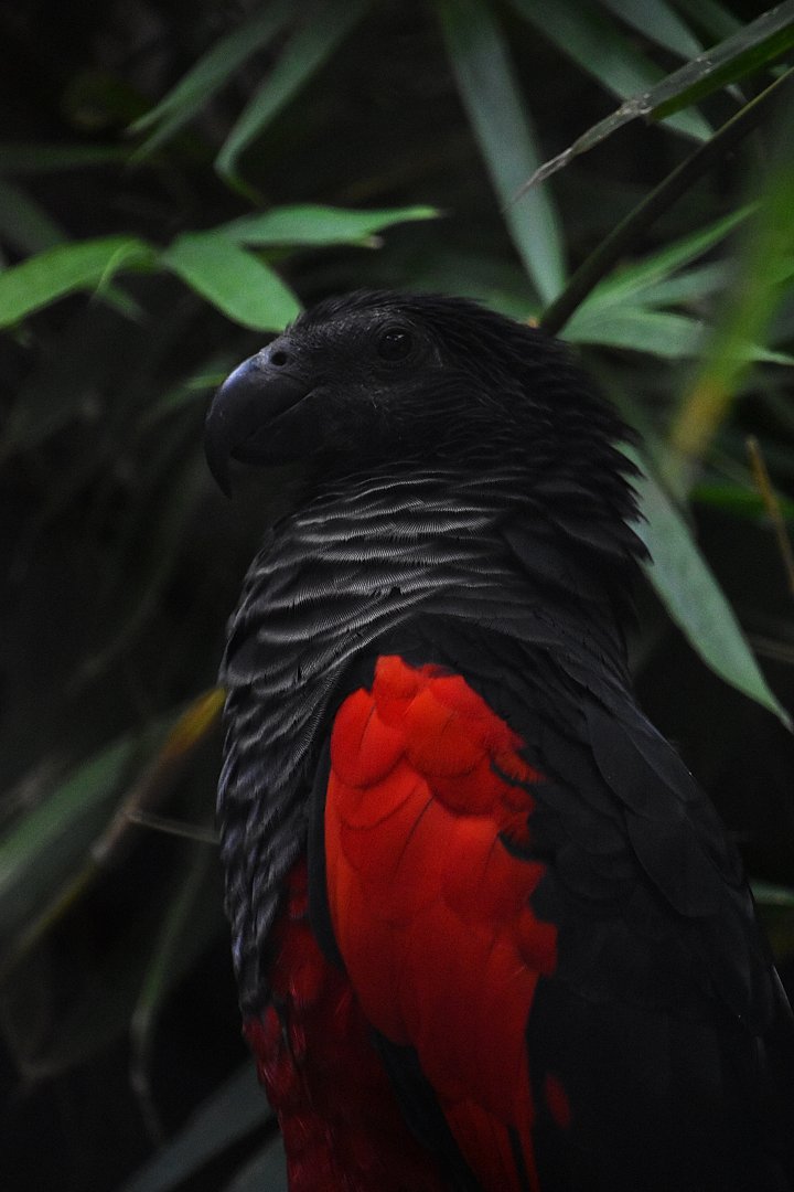 Pesquet's parrot. Psittichras fulgidus