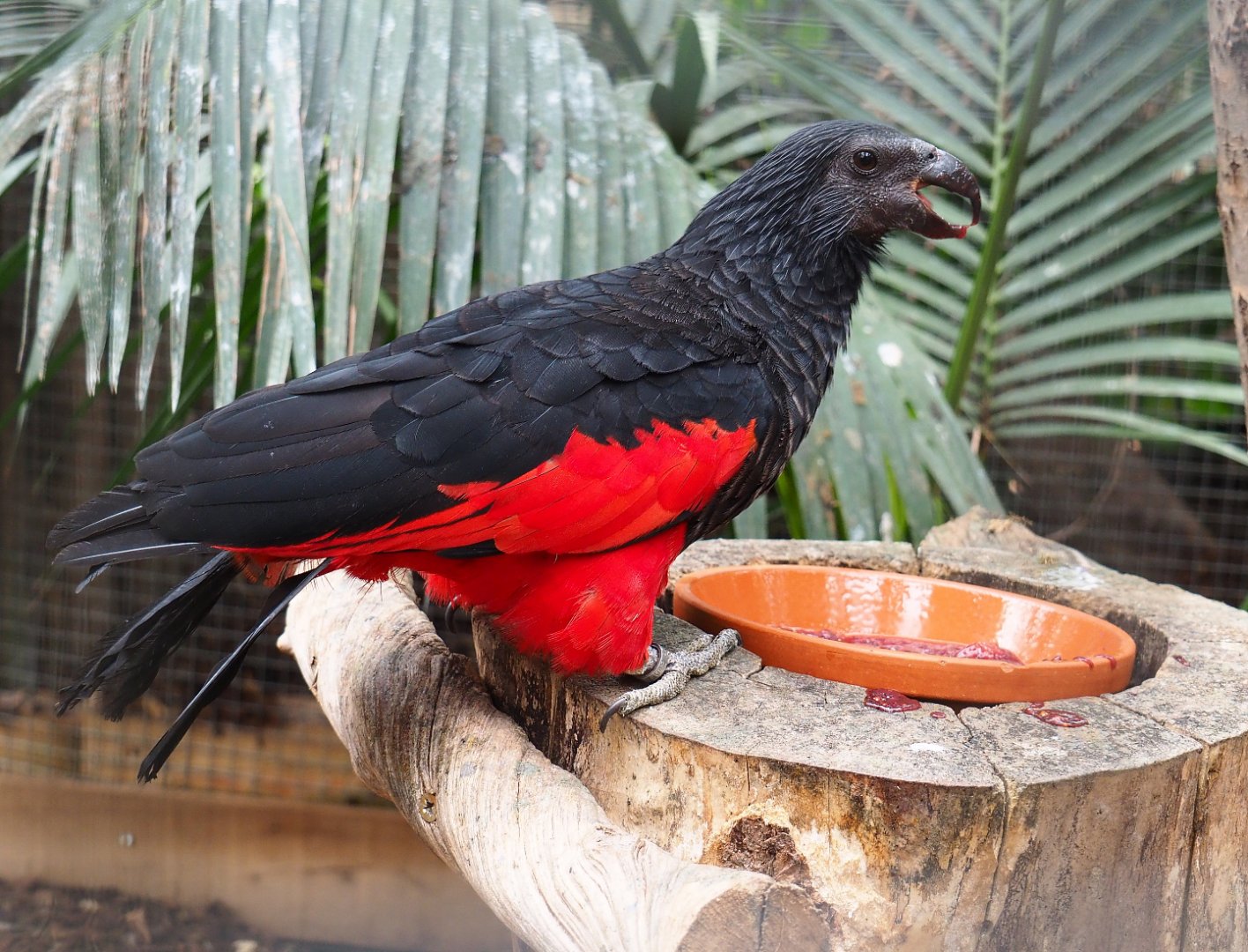 Pesquet's parrot (Psittrichas fulgidus), 2019-10-05