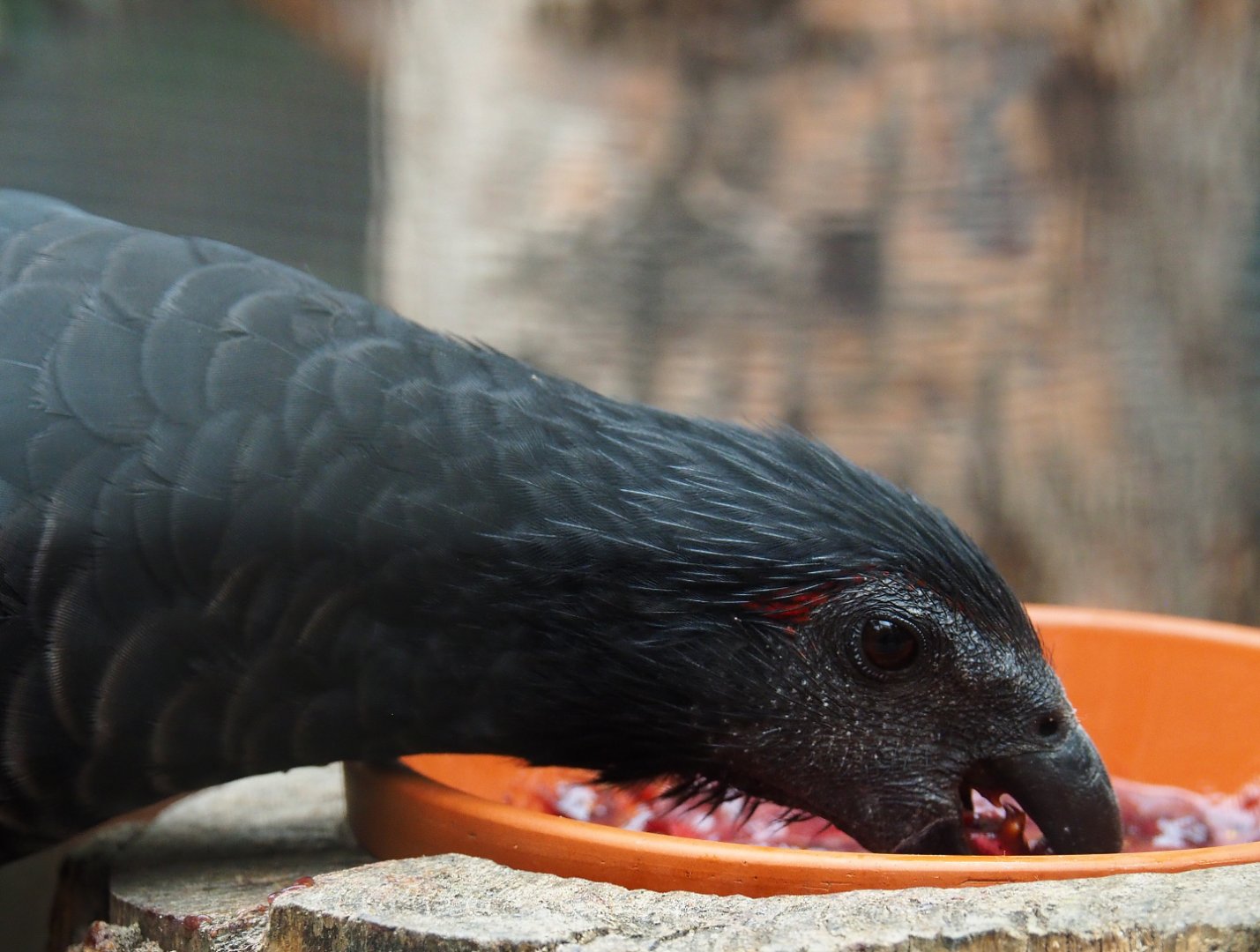 Pesquet's parrot (Psittrichas fulgidus), 2019-10-05