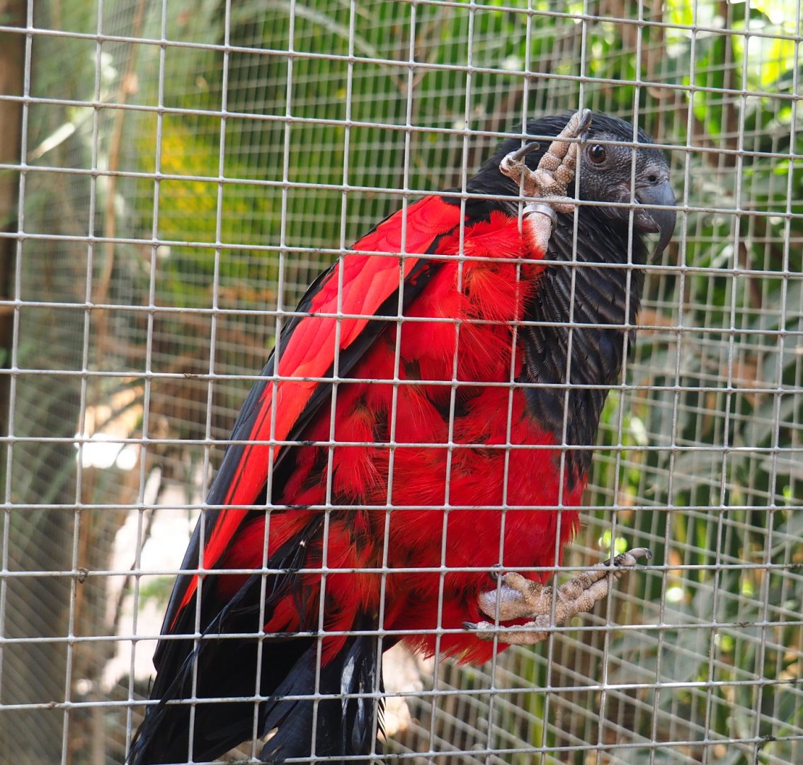 Pesquet's parrot (Psittrichas fulgidus), 2021-09-03