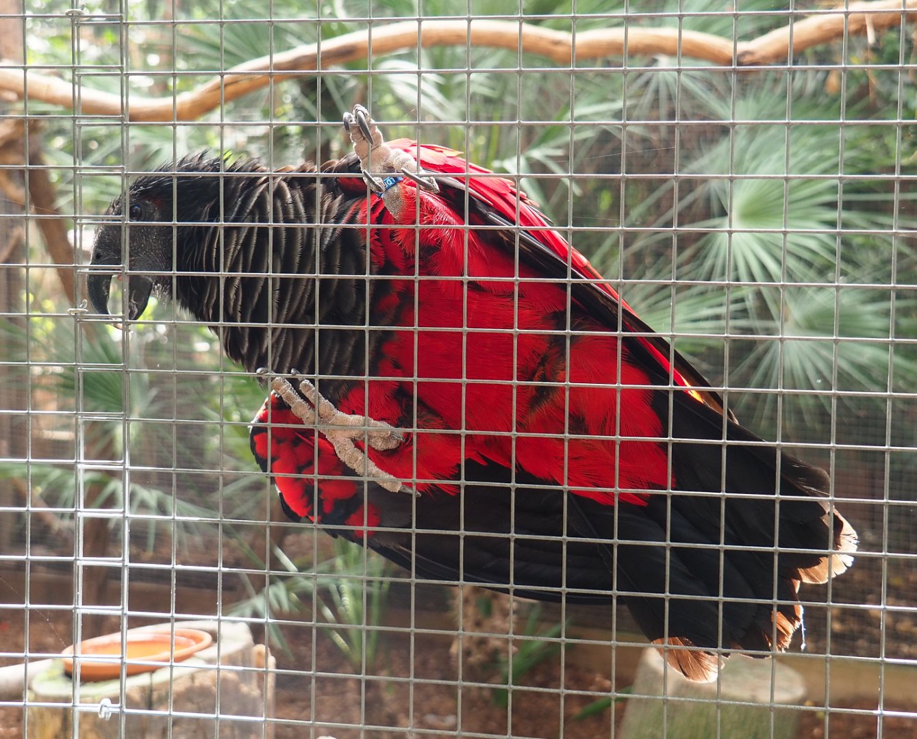 Pesquet's parrot (Psittrichas fulgidus), 2022-06-28