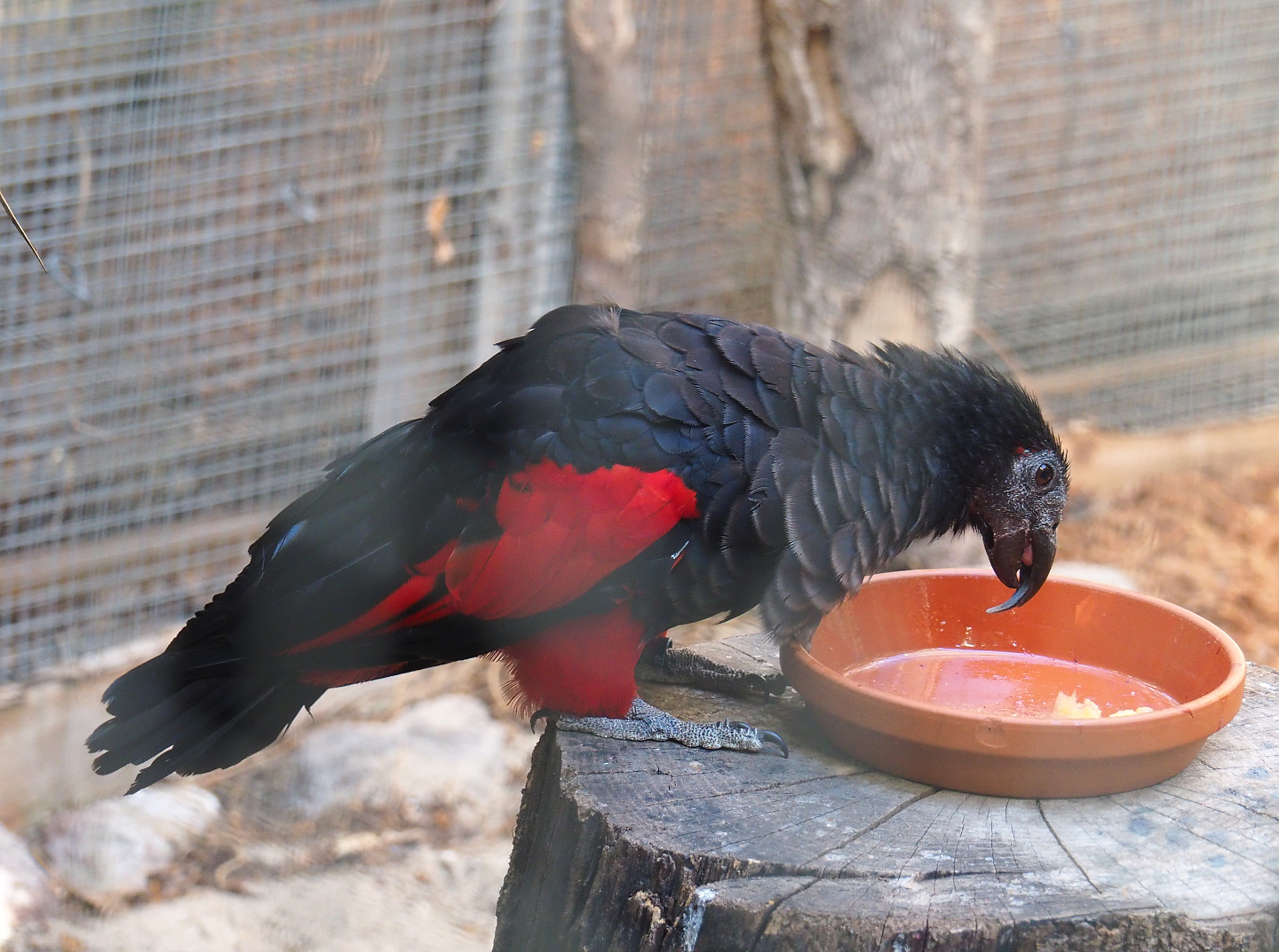 Pesquet's parrot (Psittrichas fulgidus), 2022-06-28