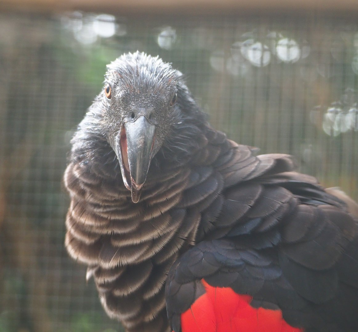 Pesquet's parrot (Psittrichas fulgidus), 2022-06-28