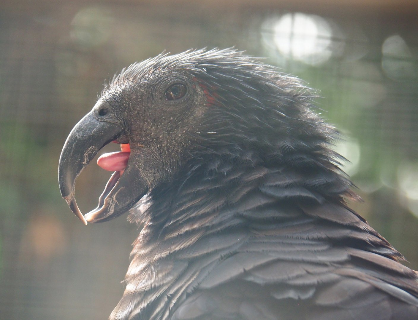 Pesquet's parrot (Psittrichas fulgidus), 2022-06-28