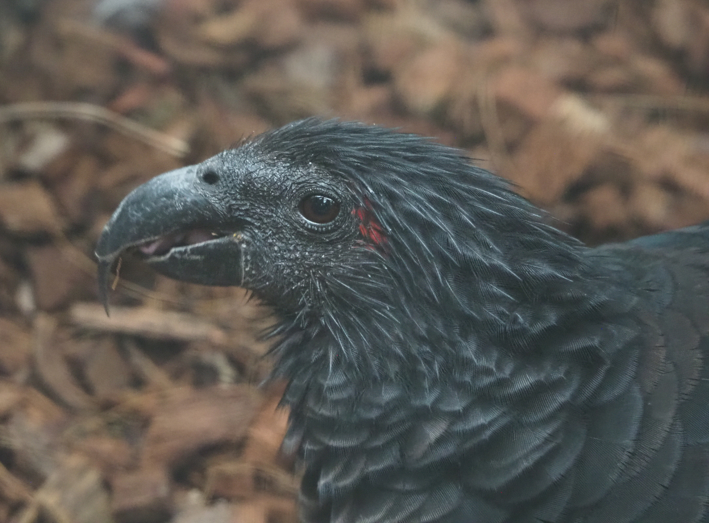 Pesquet's parrot (Psittrichas fulgidus), 2022-09-14