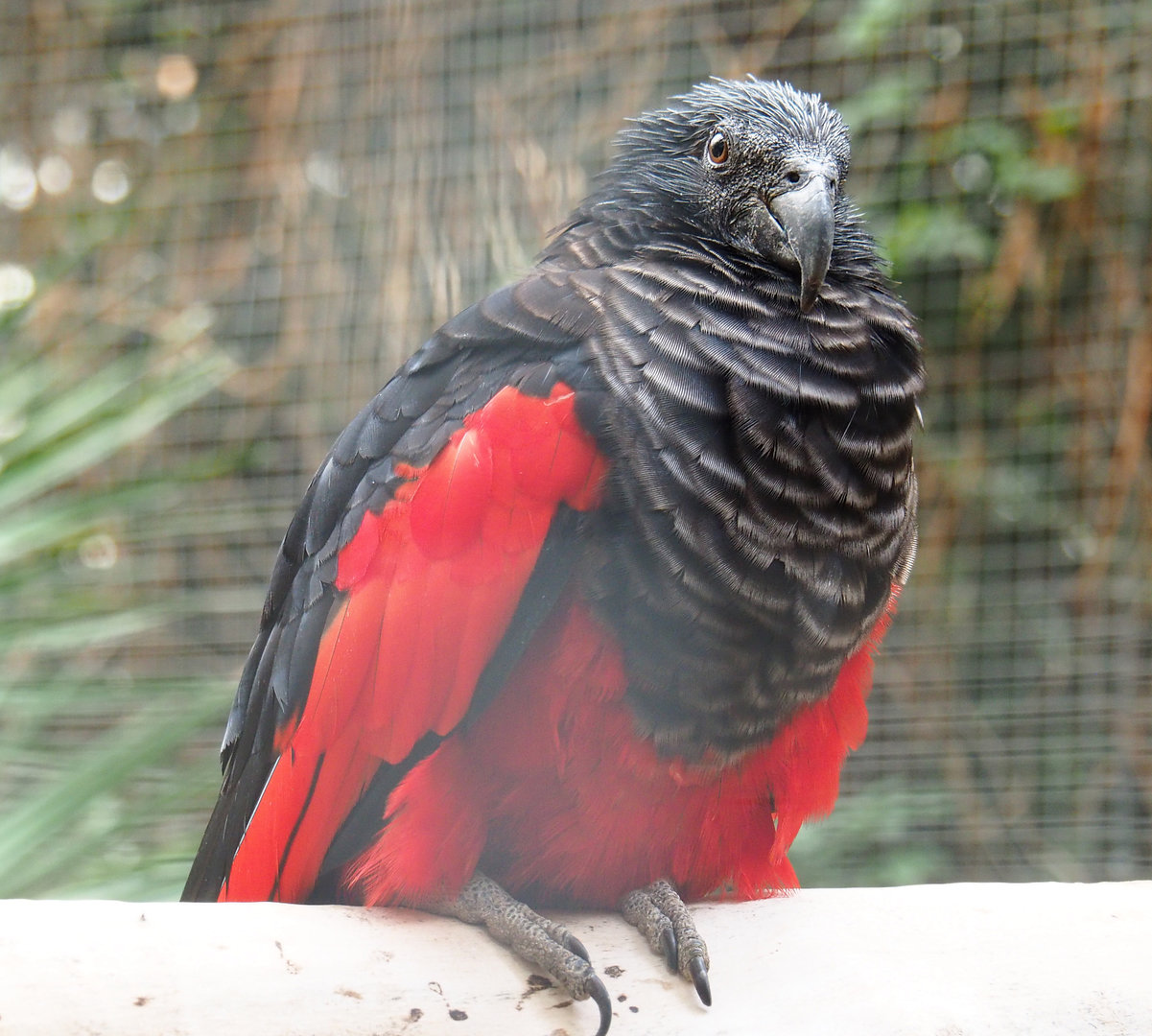 Pesquet's parrot (Psittrichas fulgidus), 2022-09-15