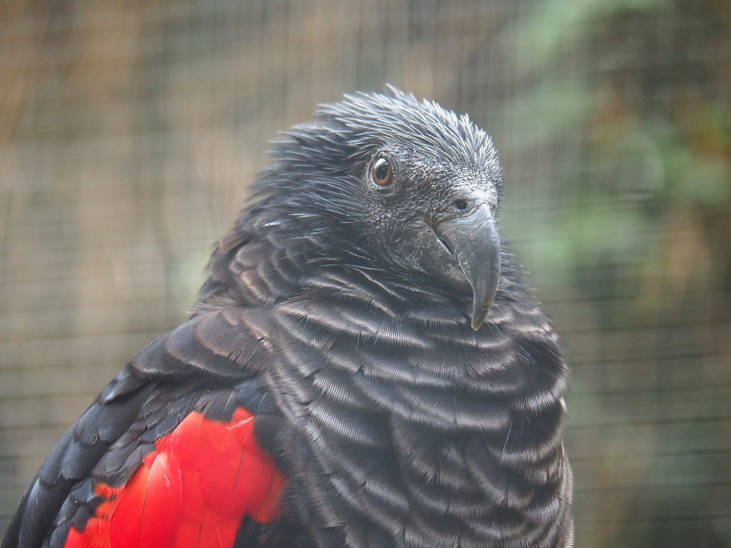 Pesquet's parrot (Psittrichas fulgidus), 2022-09-15