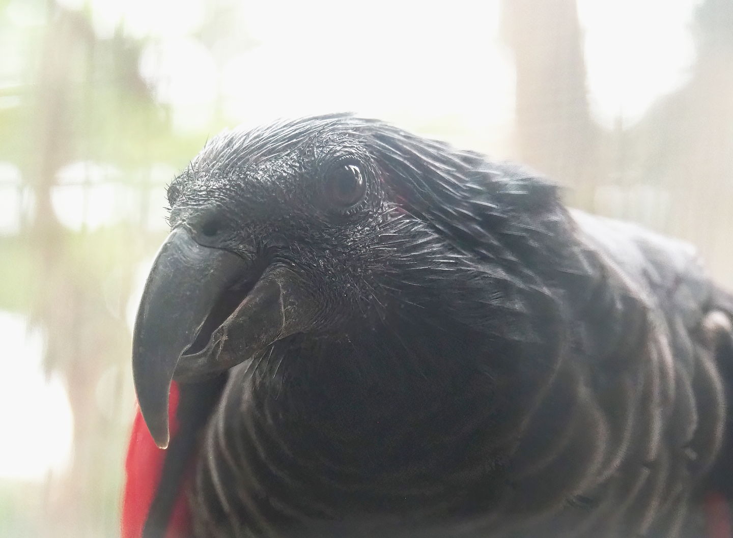 Pesquet's parrot (Psittrichas fulgidus), 2023-10-13