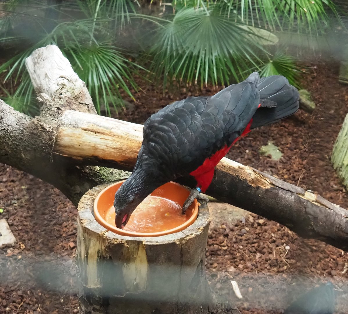 Pesquet's parrot (Psittrichas fulgidus), 2023-10-13