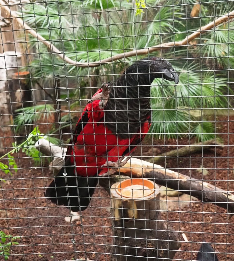 Pesquet's parrot (Psittrichas fulgidus), 2023-10-13