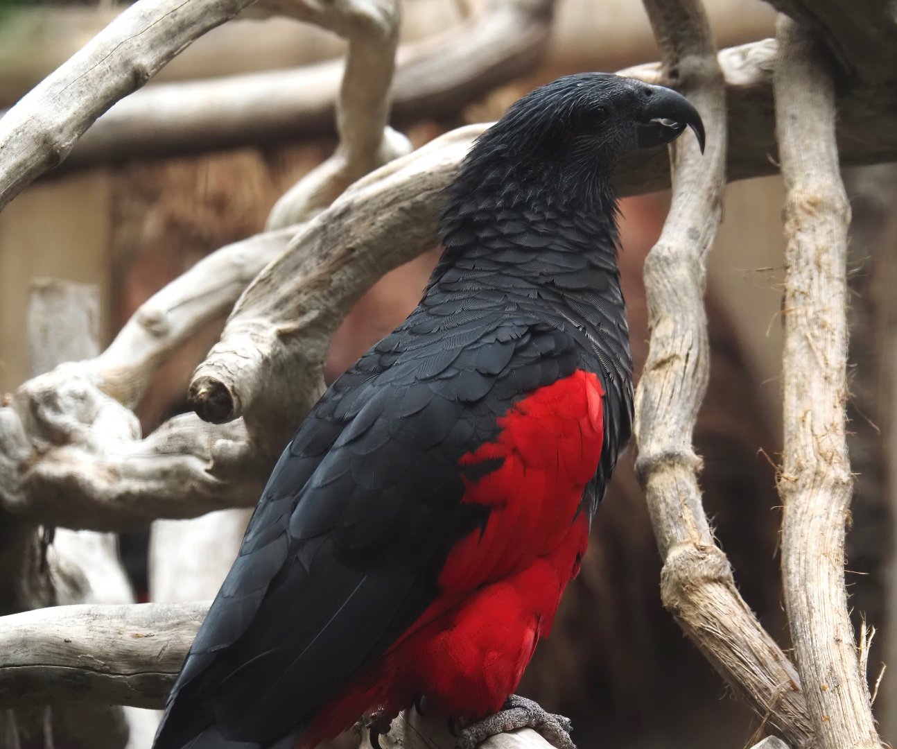 Pesquet's parrot (Psittrichas fulgidus), 2024-09-17