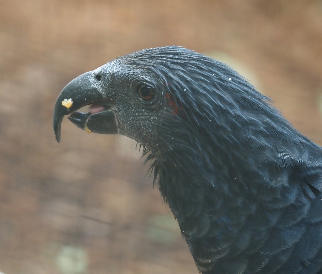 Pesquet's parrot (Psittrichas fulgidus), 2024-09-17